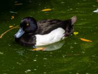 Reiherenten Erpel in der Voliere